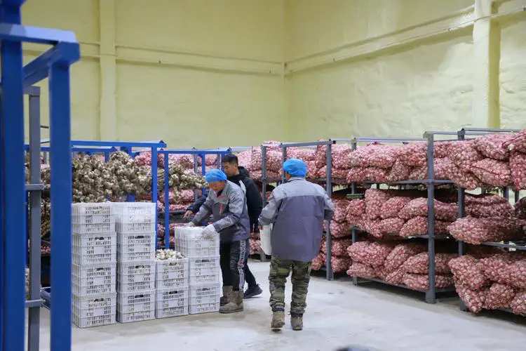 Actual scene of garlic cold storage in use