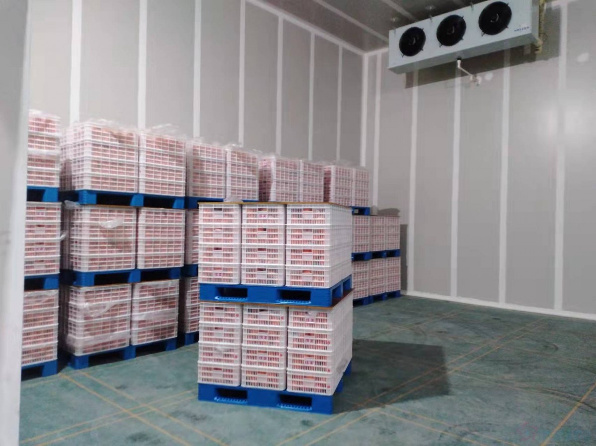 - Fruits and Vegetables Cold Storage - 4