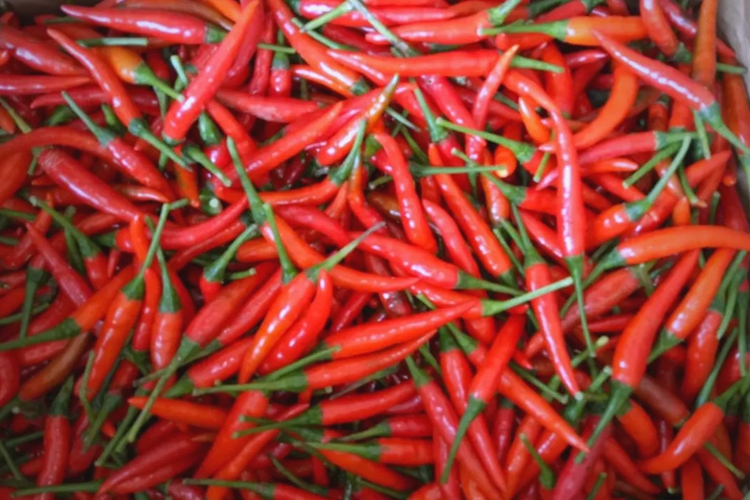 How Much Does It Cost to Build a Cold Storage for Peppers?