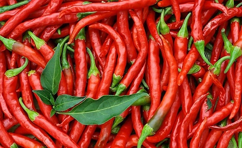 Chili Cold Storage Preservation Technology: The Longest Shelf Life Method for Peppers