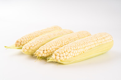 How Long Can Glutinous Corn Be Stored in a Low-Temperature Cold Storage? Up to One Year!