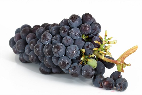 Grape Cold Storage Technology: How to Preserve Grapes for Up to 6 Months