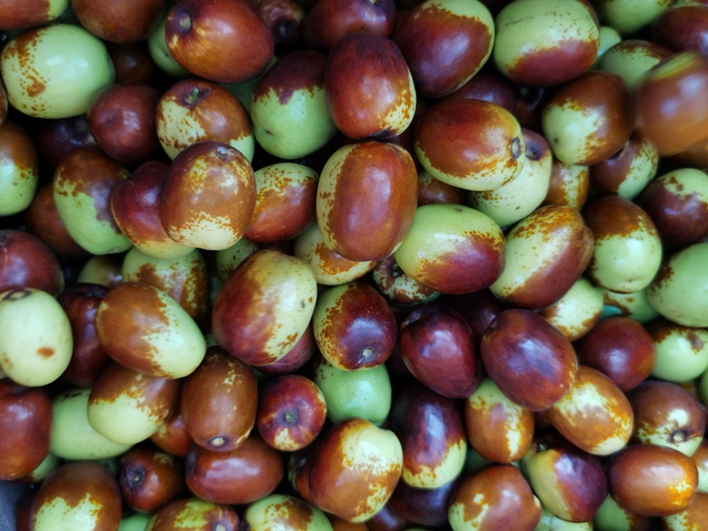 Controlled Atmosphere Cold Storage for Fresh Jujubes: Storage Methods and Optimal Temperature Guide