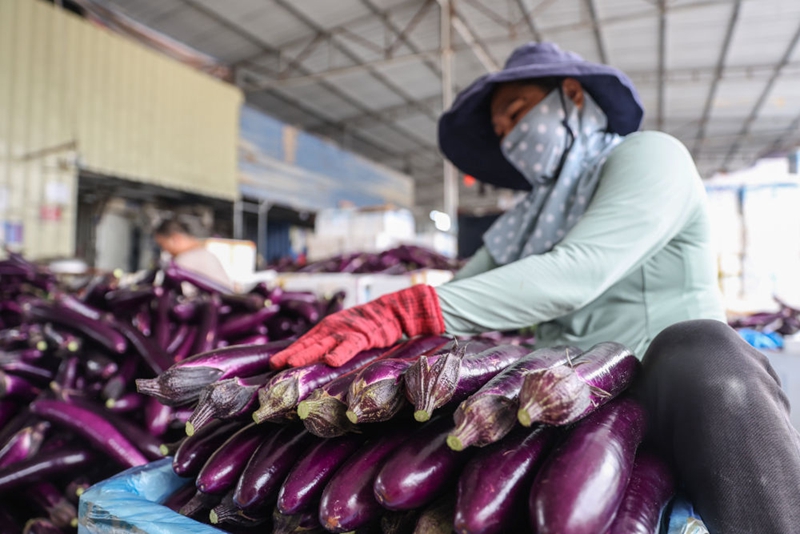 Eggplant Cold Storage Guide — Cost, Capacity & Long-Term Preservation Methods