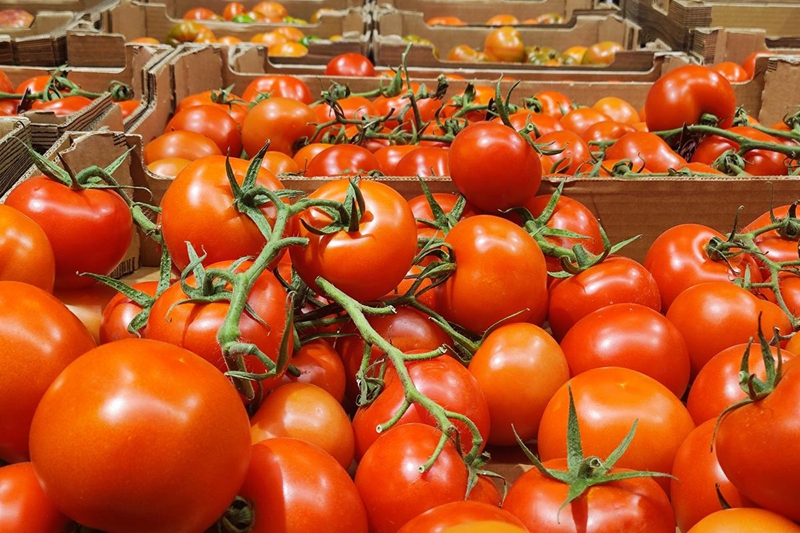 How to Store Tomatoes for Longer Freshness? Best Cold Storage & Controlled Atmosphere Solutions for Tomatoes