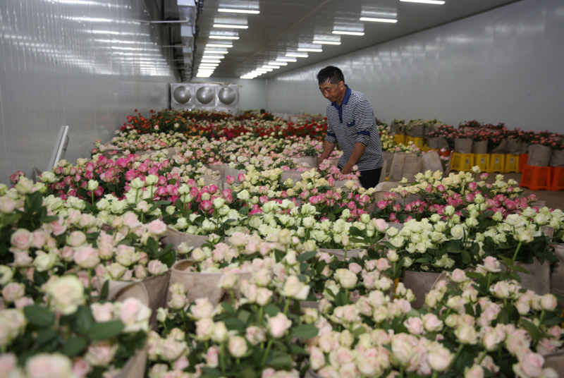 Common Questions About Flower Cold Storage (FAQs & Expert Answers)