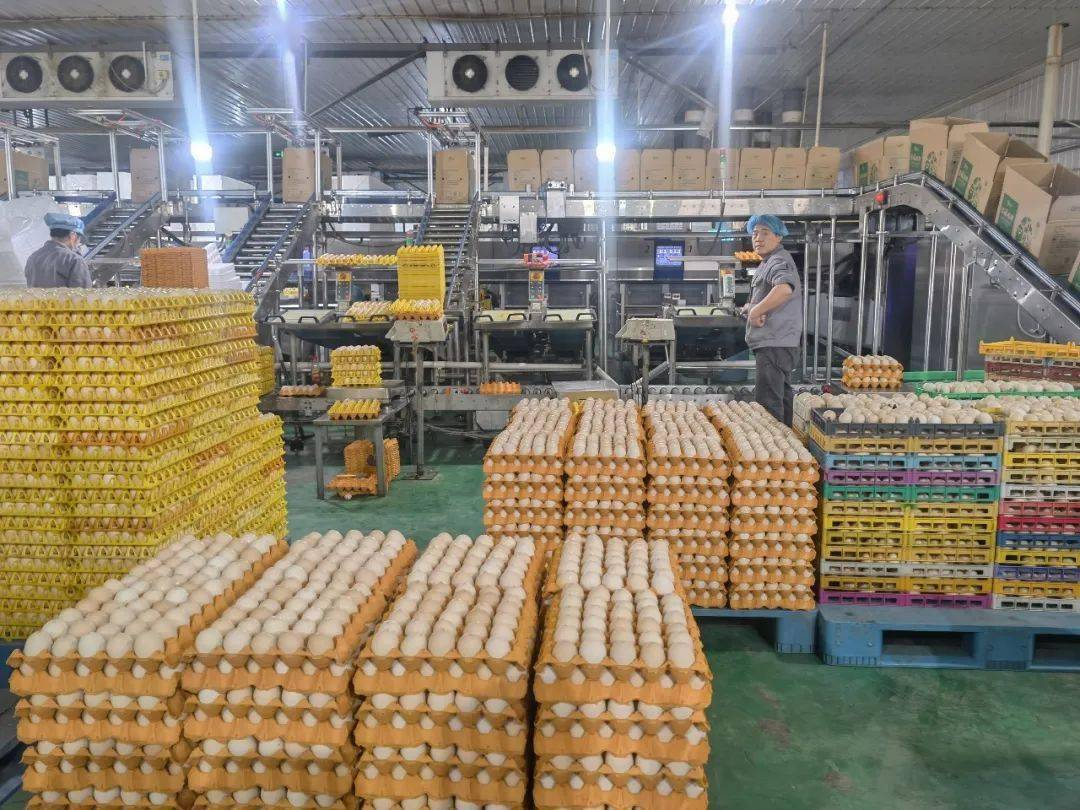 How Much Does It Cost to Build a 1,000-Ton Poultry Egg Cold Storage?
