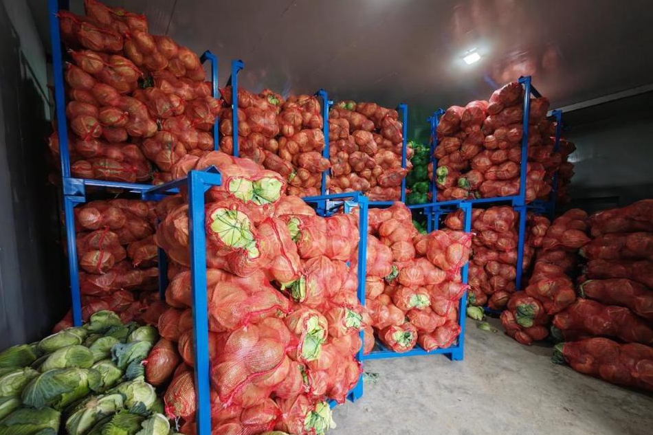 How to Store Cabbage (Green Cabbage) for a Longer Time: Cold Storage Preservation Technology Explained