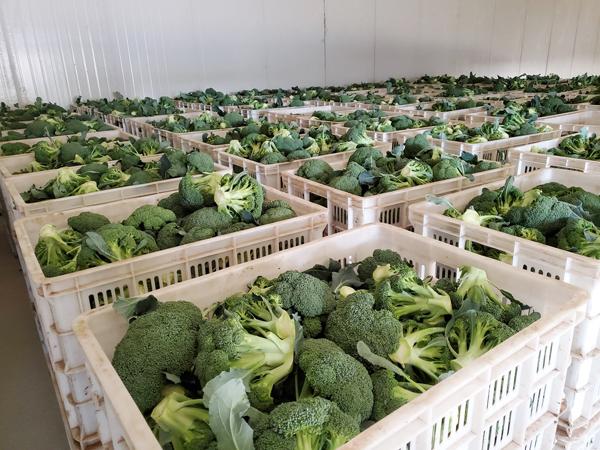 Broccoli Cold Storage Preservation Technology – Keep Fresh for Up to 60 Days