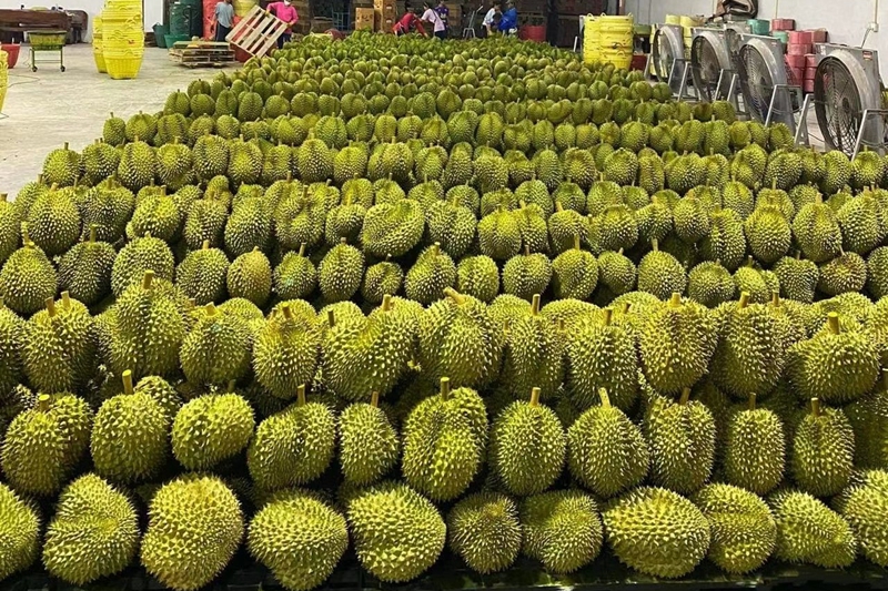 How to Store Durian for a Long Time? Rapid-Freeze Durian Cold Storage Keeps It Fresh for 6 Months