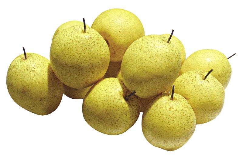 How Long Can Snow Pears Be Stored in Cold Storage? Snow Pear Cold Storage Method Explained