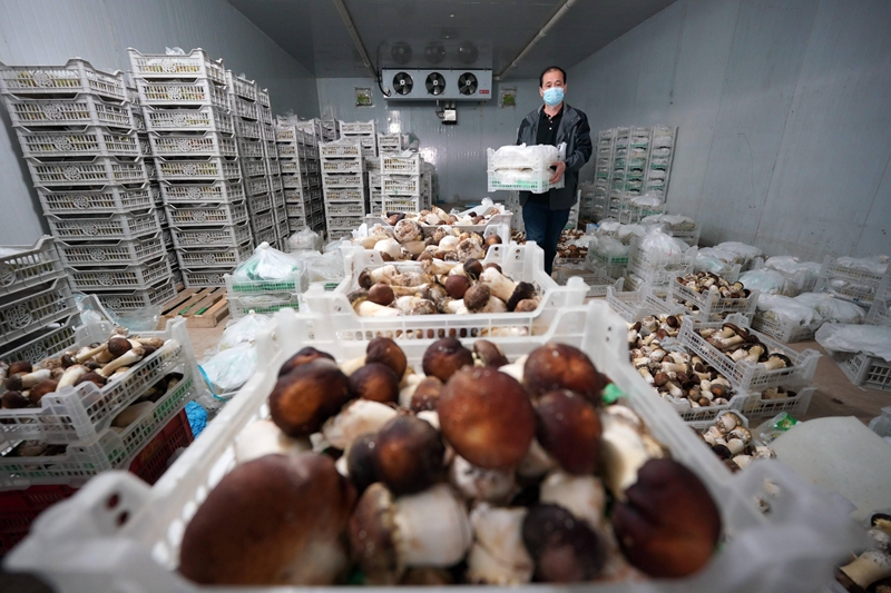 How Much Does a Mushroom Cold Room Cost for a Commercial Growing Facility? (Capacity, Price & ROI)