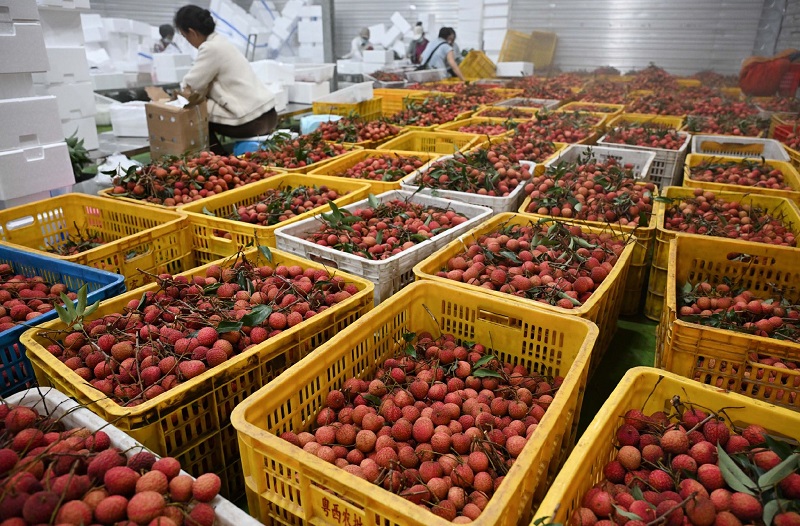 How Much Does a Lychee Cold Room Cost? (Price, Capacity & Browning Prevention)