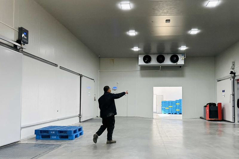 How to Store Papaya Without Rotting? (Cold Room Cost, Capacity & 5-Week Shelf Life)