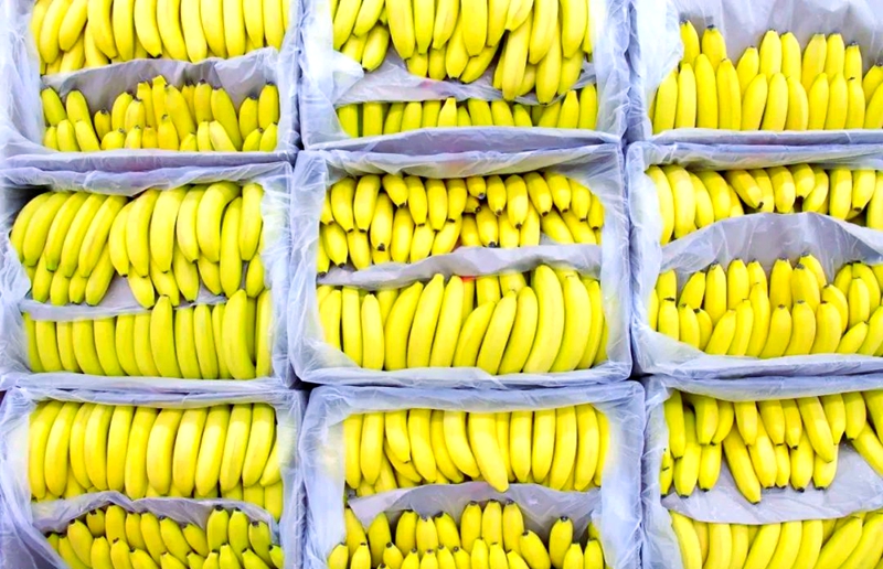 How Much Does a Banana Cold Room Cost? (Price, Capacity & 5–7 Week Shelf Life)