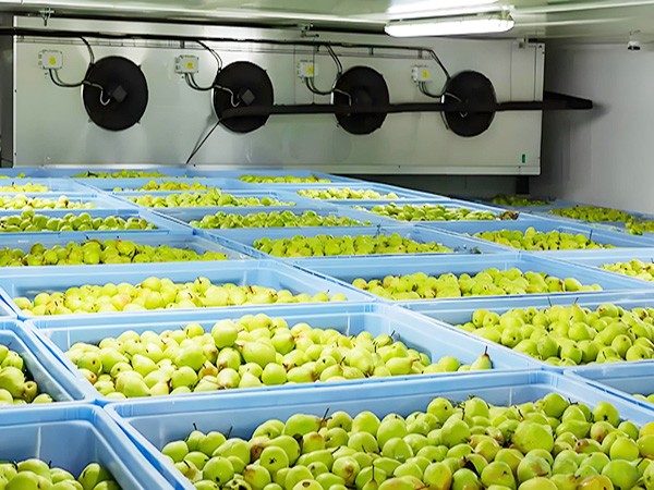 How Much Does It Cost to Build a Fruit Fresh-Keeping Cold Storage Facility?
