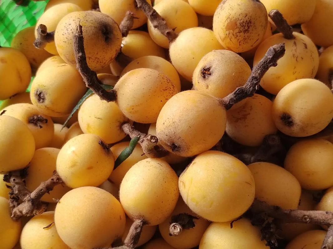 How Much Does It Cost to Build a 200 m² Loquat Cold Storage Room?