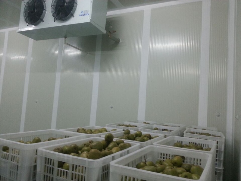 How Much Does a 100-Ton Kiwifruit Cold Room Cost? (Accurate Capacity, Pricing & CA ROI)