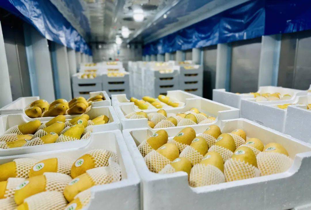 How Much Does a Mango Cold Room Cost? (Price, Capacity & Storage Best Practices)