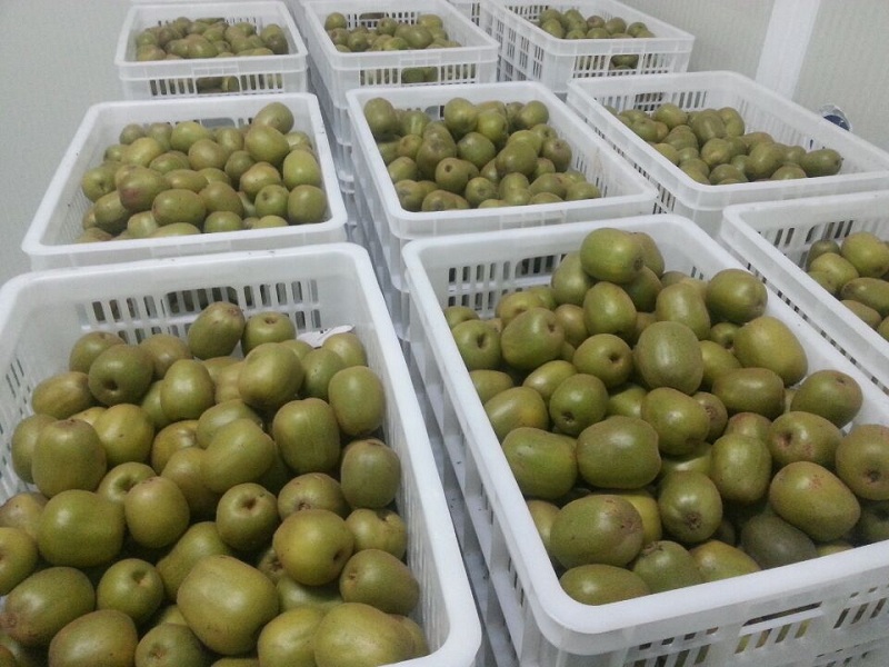 How Much Does It Cost to Build a Kiwifruit Cold Storage? (CA Storage, Capacity & Temperature Guide)