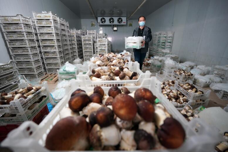 How Much Does It Cost to Build a Mushroom Cold Storage per m²?