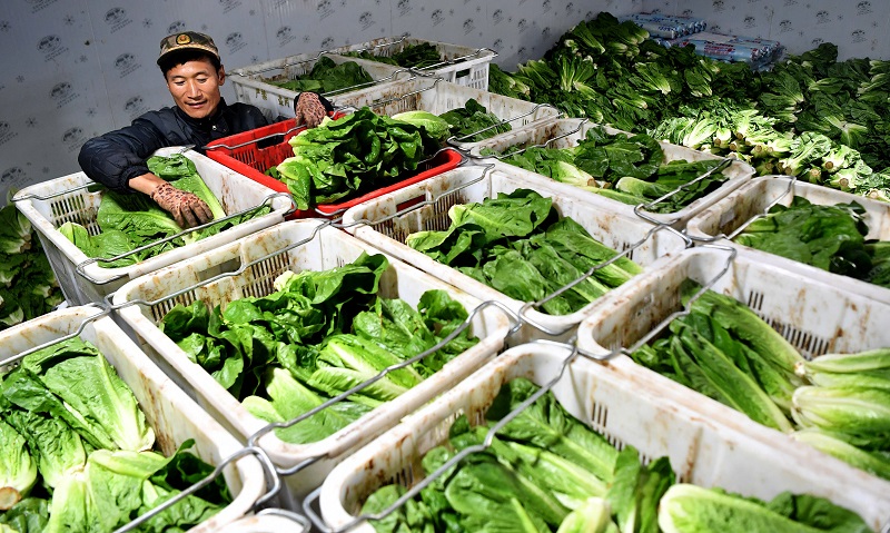 How to Store Lettuce in Cold Storage – Keep It Fresh for 30 Days Without Spoiling