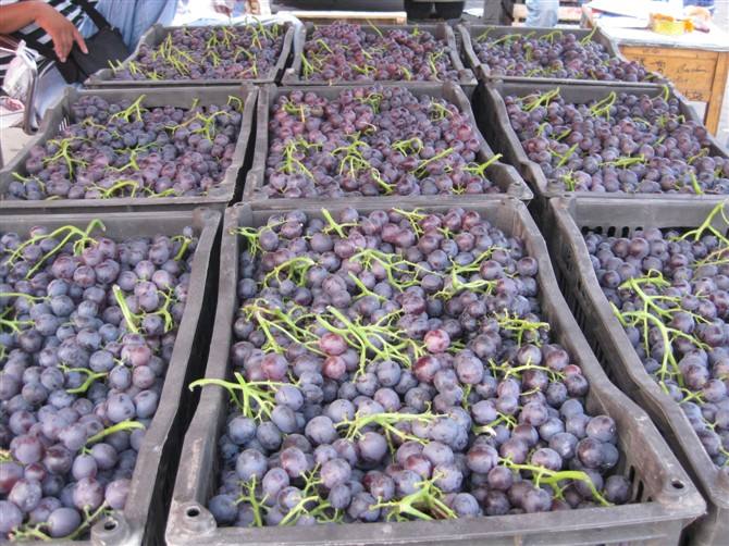 How Much Does a Grape Cold Storage Cost in Iran? (100–1000m²)