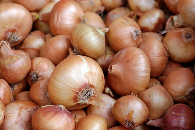 How Much Does a 150m² Onion Cold Storage Cost in Egypt? A Real Case