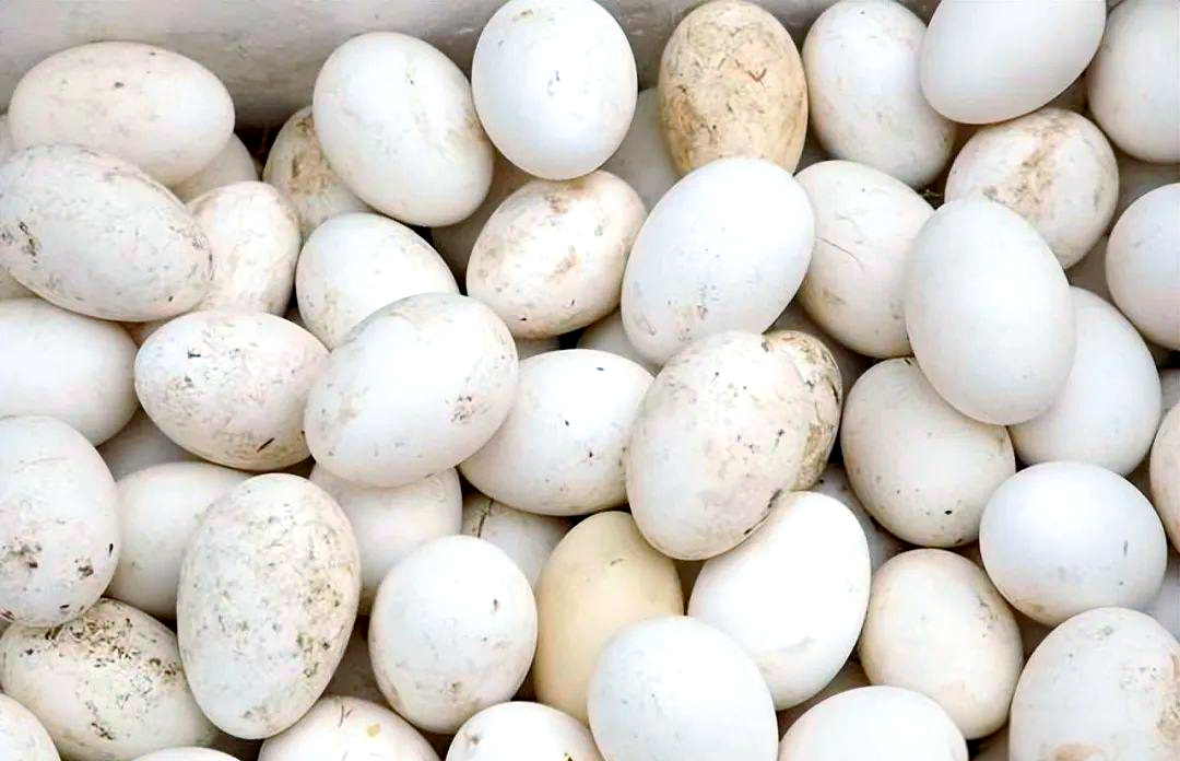 How Long Can Goose Eggs Be Stored in Cold Storage? Temperature Requirements