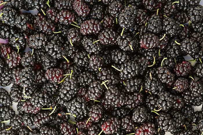 How to Store Fresh Mulberries? Mulberry Cold Storage Gives the Best Results