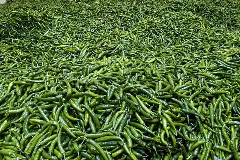 How Much Does a 100‑Ton Chilli Pepper Cold Storage Cost in Java, Indonesia?