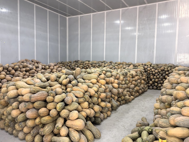 How Long Can Pumpkin Last in Cold Storage? Storage Methods and Temperature Tips