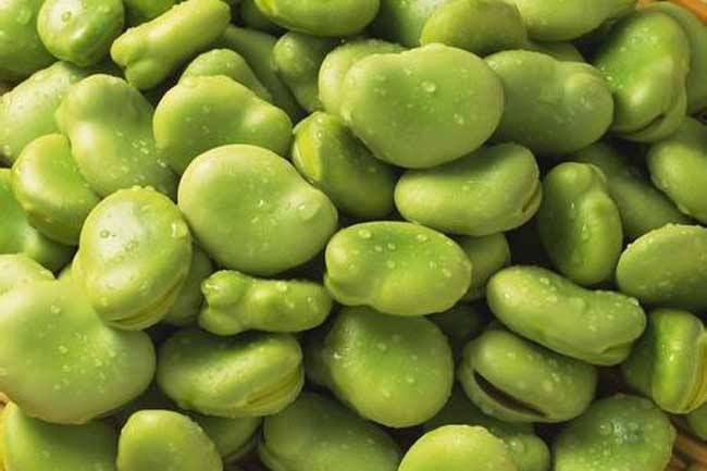 How to Store Fresh Broad Beans (Fava Beans) in Cold Storage – A Complete Guide