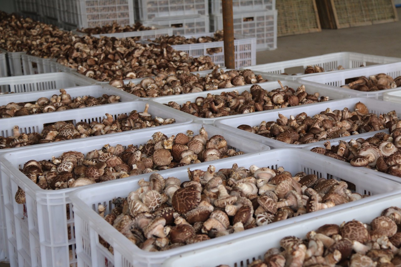 How Much Does a Shiitake Mushroom Cold Storage Cost in Fergana, Uzbekistan?