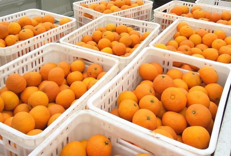 How Much Does It Cost to Build an Orange Cold Storage in Egypt?