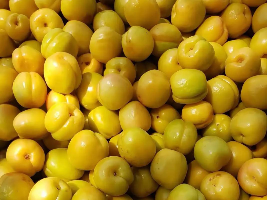 How Long Can Apricots Last in a CA Cold Storage? Storage Methods and Tips