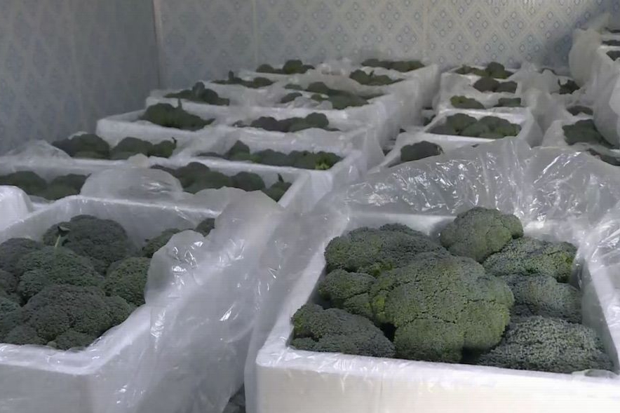 How Much Does a 100-Ton Broccoli Cold Room Cost in Chiang Mai, Thailand?