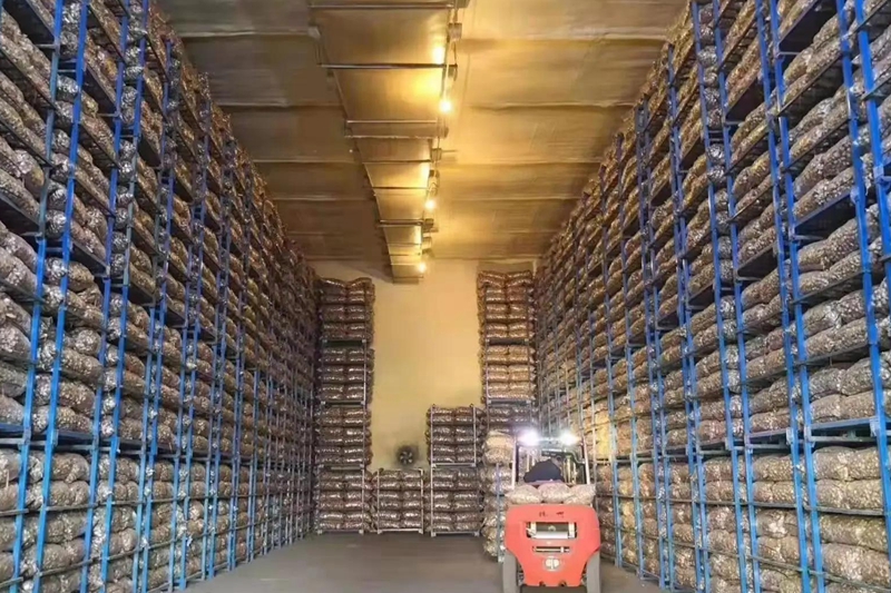 How Much Does a 1,000-Ton Garlic Cold Storage Cost in Jakarta?