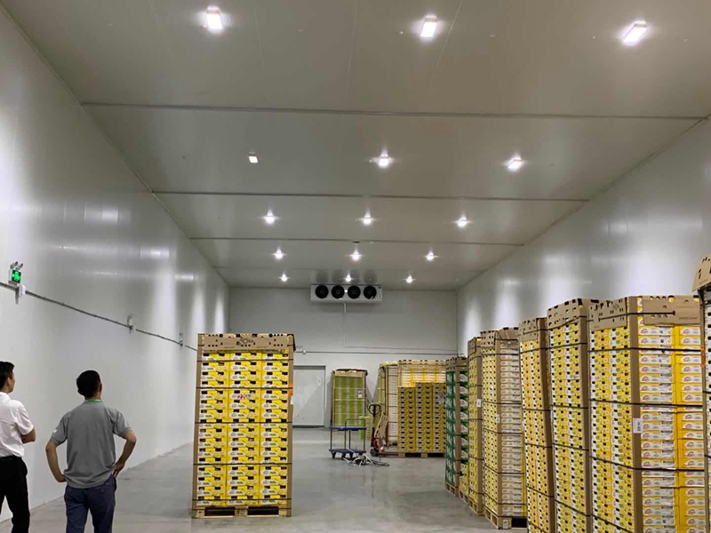 How Much Does a 100–800 Ton Fruit Cold Room Cost in Ho Chi Minh City?