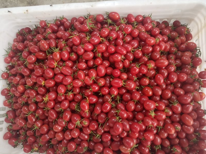Cherry Tomato Cold Storage: A Complete Guide to Keeping Them Fresh for Months