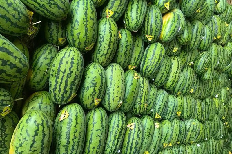 How Much Does a 1,000-Ton Watermelon Cold Storage Cost at Jebel Ali Port, Dubai?