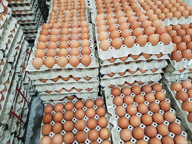 What Temperature Is Best for Egg Cold Storage? How Much Does a 1,000 m³ Egg Cold Storage Cost?