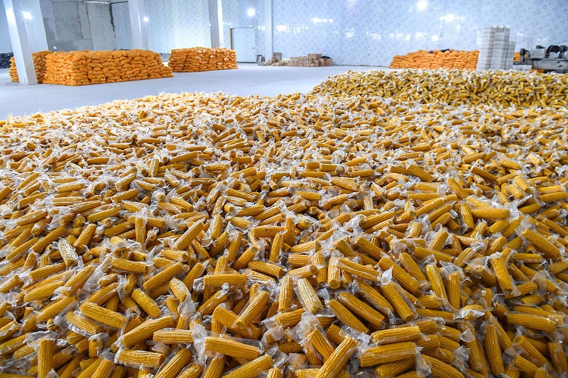 Corn Cold Storage: Temperature, Storage Life, Capacity and Design
