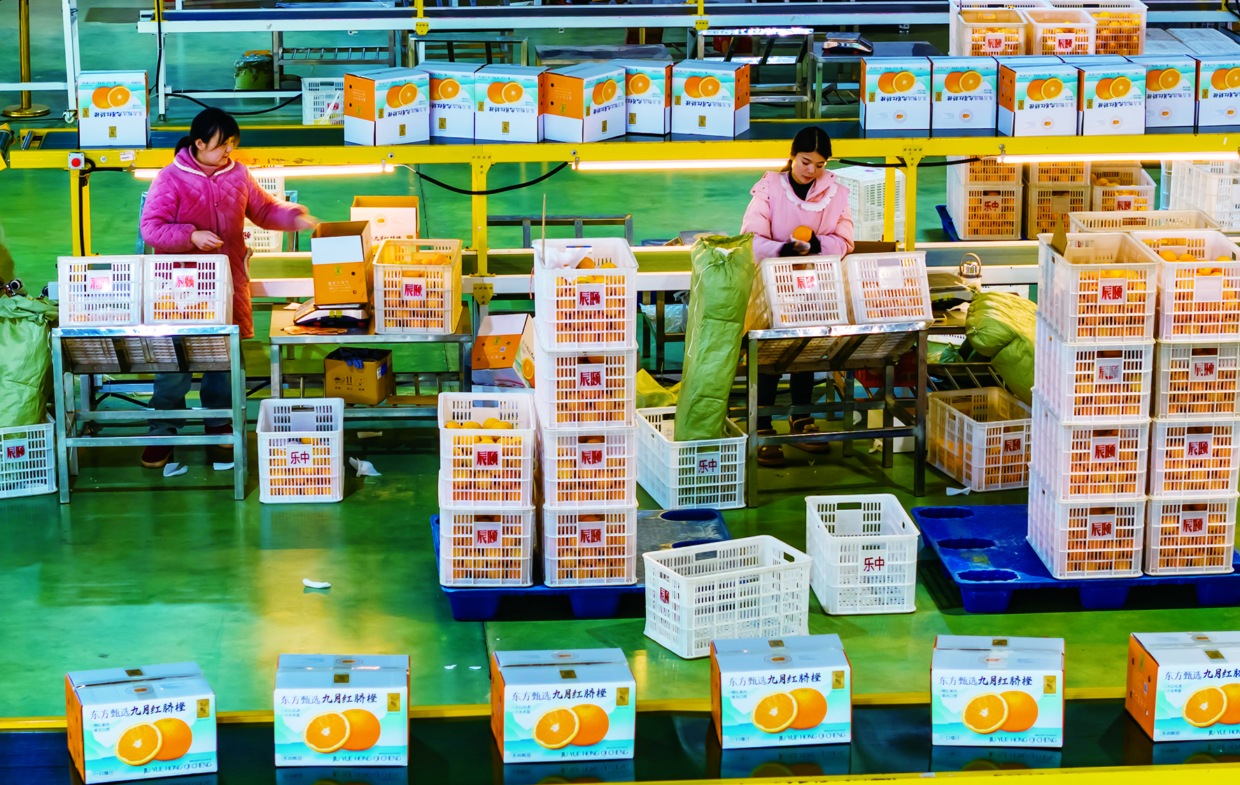 How to Store Navel Oranges in Cold Storage: Temperature, Humidity and Shelf Life